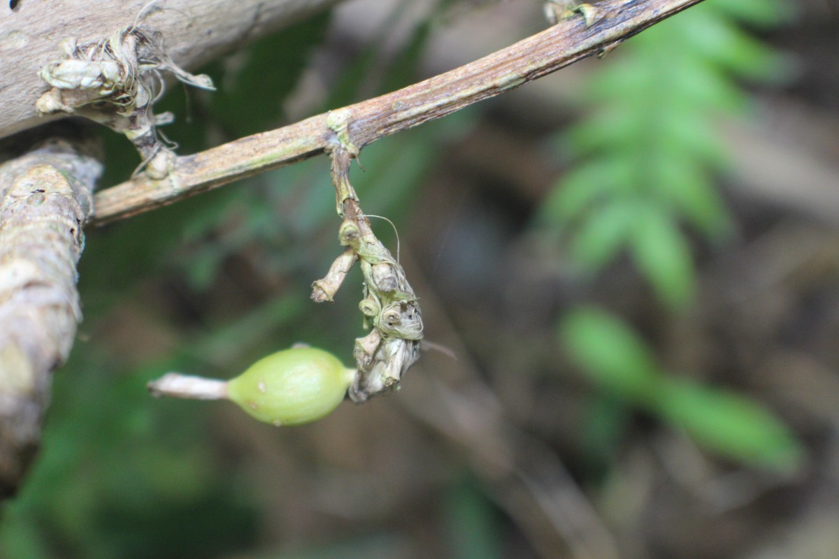 Elettaria cardamomum (L.) Maton